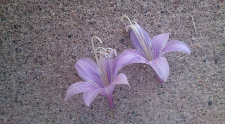 fb_img_1486594466431